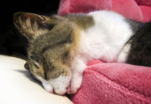 フィラリア症は犬だけの病気じゃない!猫のフィラリア症の基礎知識【獣医師解説】 4 356aef2b40fb2fdcd99123ff49391738