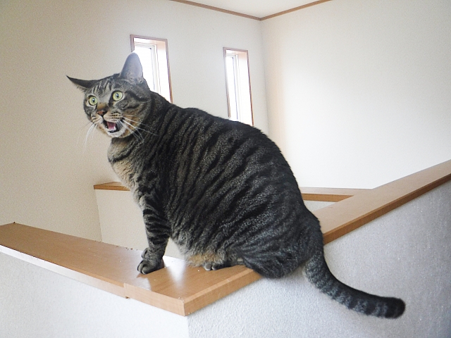 フィラリア症は犬だけの病気じゃない!猫のフィラリア症の基礎知識【獣医師解説】 5 e3a57973435d4d2f2bb5d4b8c8eb4373