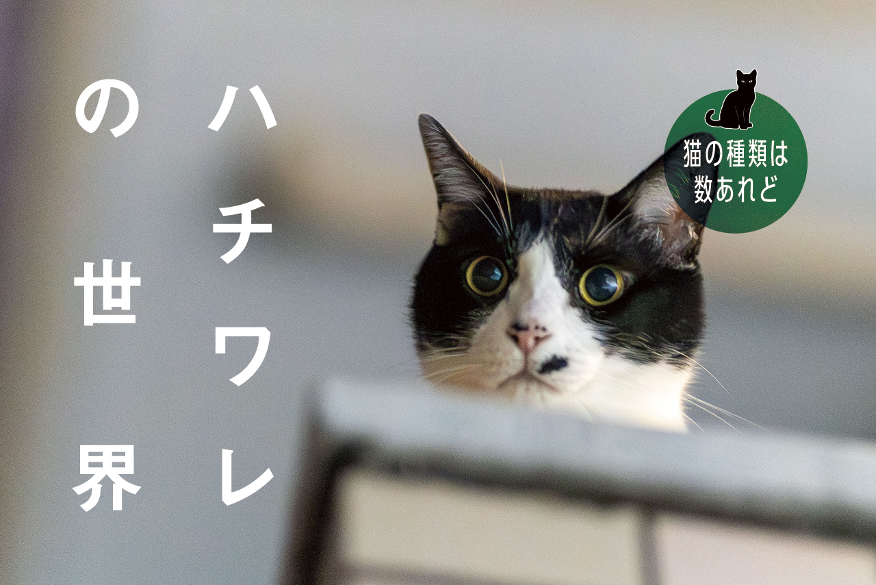 猫の種類は数あれど」ハチワレ編 - ピースニャンコ