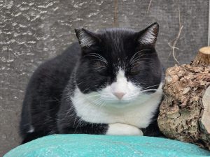 猫の種類は数あれど」ハチワレ編 - ピースニャンコ