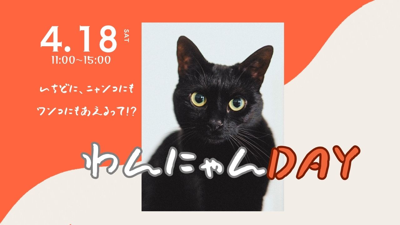 保護猫の命を救い、新しい家族へ繋ぐ｜ボランティアの皆さんを支援する