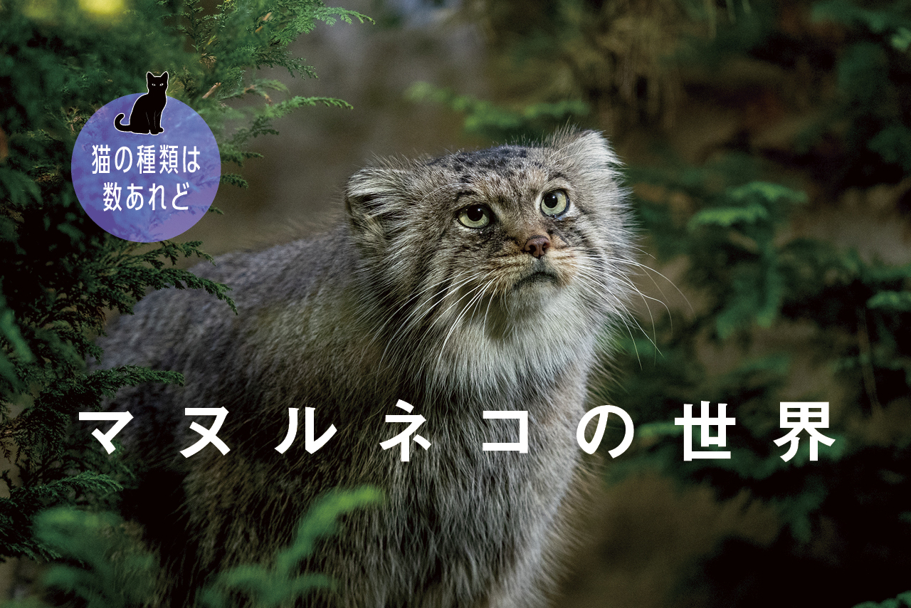 猫の種類は数あれど」メインクーン編 - ピースニャンコ