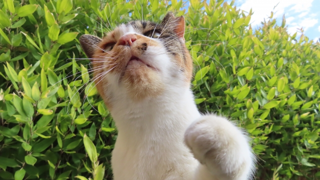 猫パンチ 猫パンチをする理由とは？本気と遊びの見分け方や正しい対処法を解説