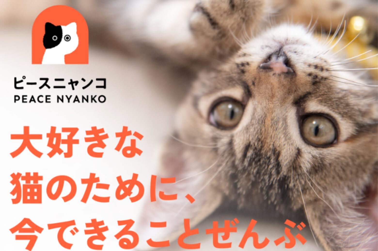 nyan nyan clubのご紹介 - ピースニャンコ