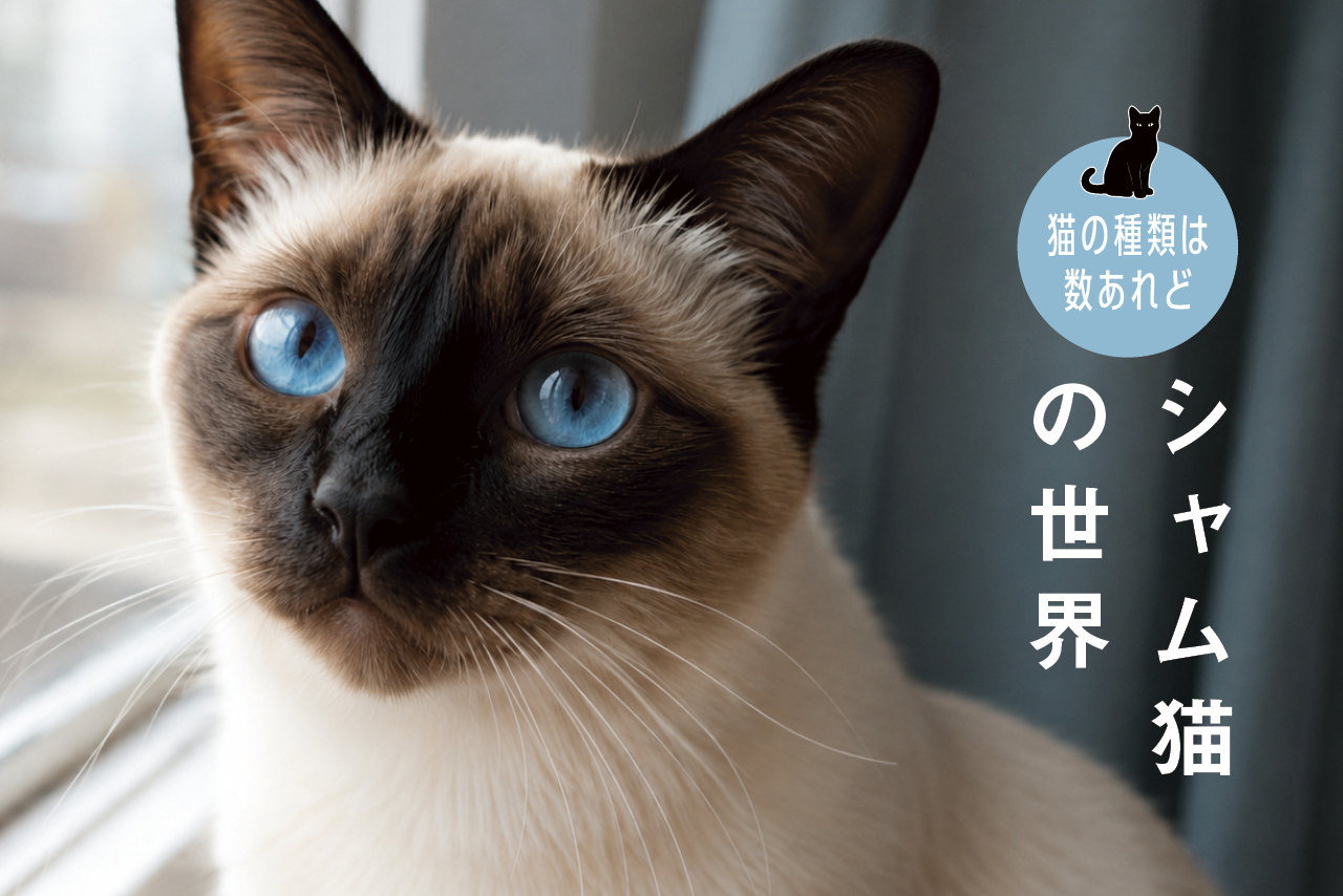 猫の種類は数あれど」シャム猫（サイアミーズ）編 ～シャム猫って