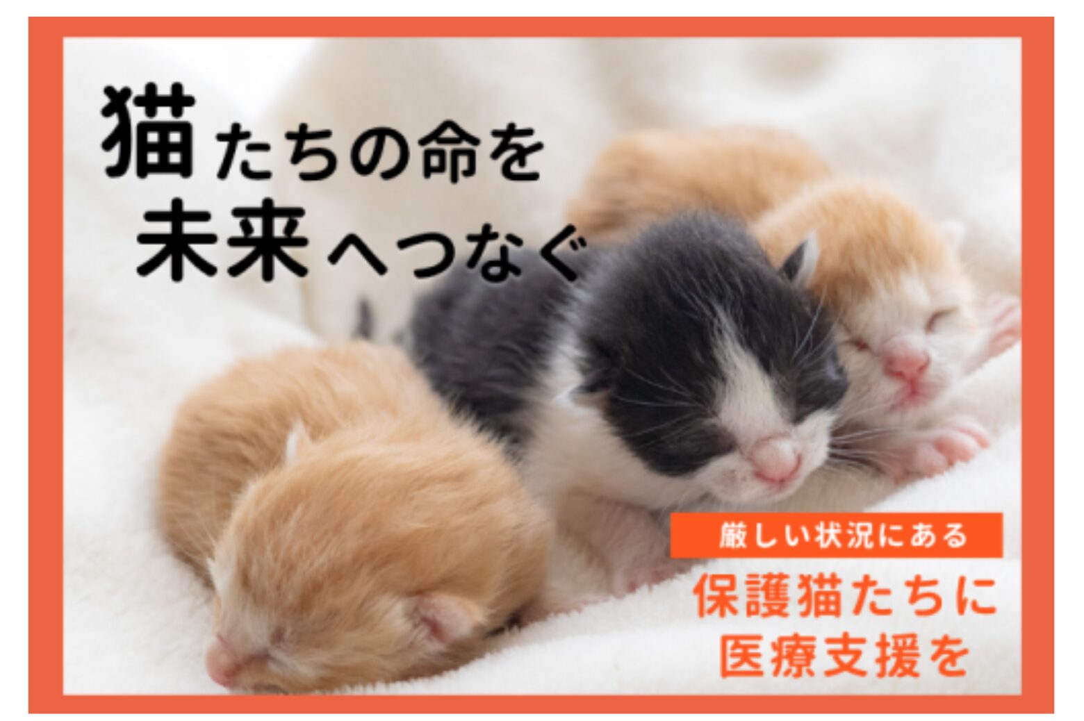 ふるさと納税のご案内と返礼品ご紹介 - ピースニャンコ