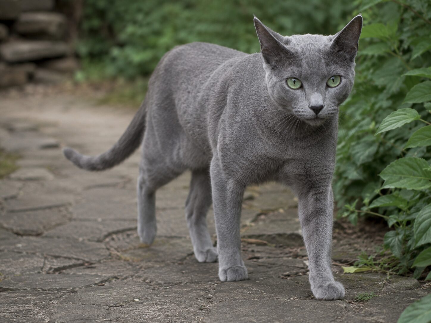 猫の種類は数あれど」ロシアンブルー編 ～性格は静かで慎重～ - ピース
